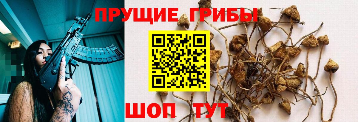 Галлюциногенные грибы Psilocybe Гагарин